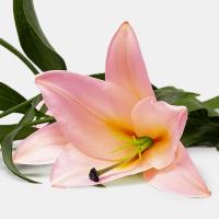 لیلیوم اورینتال صورتی