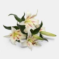 شاخه گل اورینتال سفید