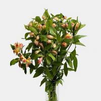 دسته گل آلسترومریا گلبهی