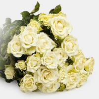 دسته گل رز مینیاتوری سفید