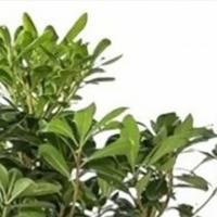 گلدان بونسای میخک هندی