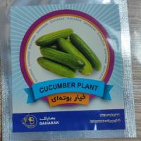 بذر خیار بوته ای