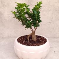 گلدان بن سای فیکوس جنسینگ