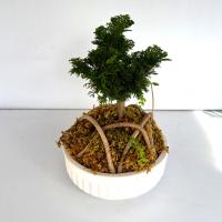 گلدان بنسای کاج نانا