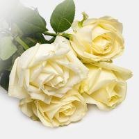 دسته گل رز هلندی سفید