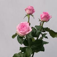 رز هلندی صورتی