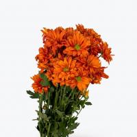داوودی خورشیدی نارنجی