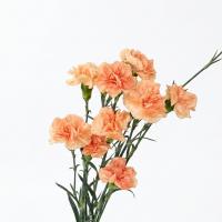 میخک گلبهی