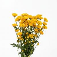 داوودی خورشیدی پرتقالی