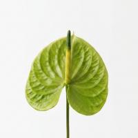 آنتوریوم سبز