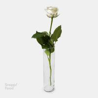  رز هلندی سفید
