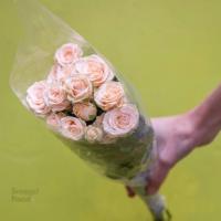 رز مینیاتوری گلبهی