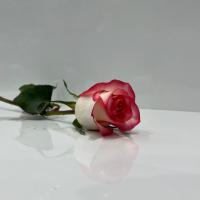  رز هلندی لب صورتی