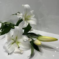لیلیوم اورینتال سفید