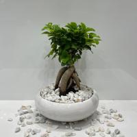 گلدان بونسای کوچک
