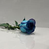  رز هلندی آبی