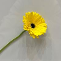 ژربرا زرد