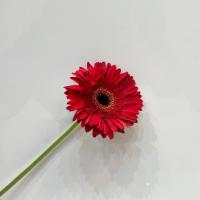 ژربرا قرمز