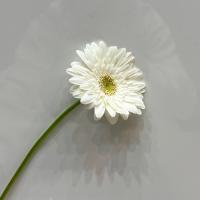 ژربرا سفید