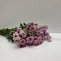 دسته گل کرزنتیا بابونه صورتی