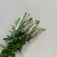 دسته گل ورونیکا سفید