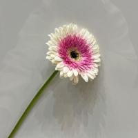 ژربرا سفید صورتی