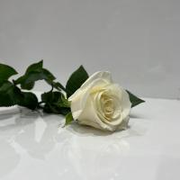  رز هلندی سفید