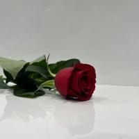 رز هلندی قرمز