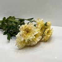 داوودی نباتی