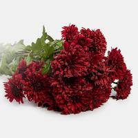 دسته گل داوودی زرشکی