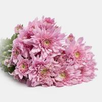 دسته گل داوودی یاسی