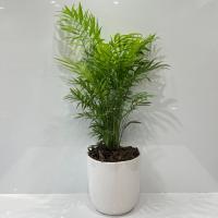 گلدان شامادورا