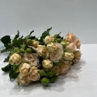 دسته گل رز مینیاتوری گلبهی
