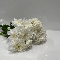 دسته گل داوودی سفید	