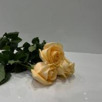   گل رز هلندی کرم