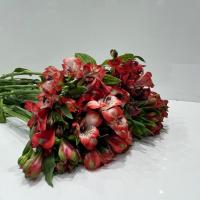دسته گل آلسترومريا قرمز سفید
