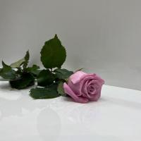 رز هلندی یاسی