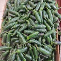 فلفل هالوپینو