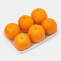 پرتقال تامسون شمال درجه 1