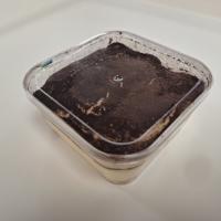 دسر تیرامیسو