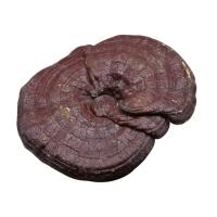 قارچ گانودرما قرمز اصل