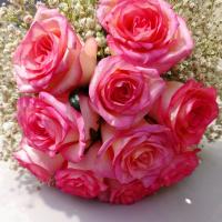 دسته گل رز هلندی لب صورتی