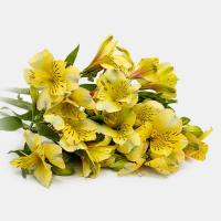 دسته گل آلسترومریا زرد