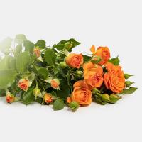 دسته گل رز مینیاتوری نارنجی