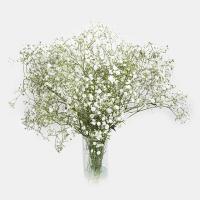 دسته گل ژیپسوفیلا سفید