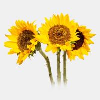 گل آفتابگردان