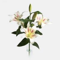 دسته گل لیلیوم سفید