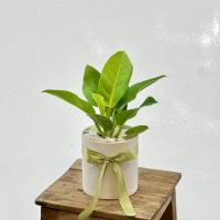 گلدان فیلدندرون لیمویی کوچک