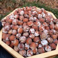 فندق نمکی با پوست