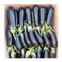 بادمجان قلمی